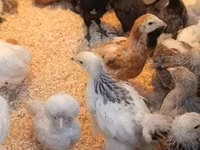 Brahma — foto 7