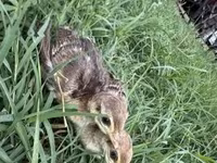 Guinea fowl — foto 2