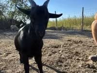 Kozioł, Dutch Landrace goats — zdjęcie 1