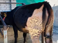 सांड, Swiss cattle — फ़ोटो 2