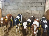 Touro, Simmental cattle — foto 3