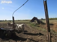 सांड, Charolais cattle — फ़ोटो 4