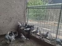 سيبرايت — الصورة 2