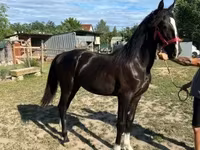 Kobyła, Dutch warmblood horse — zdjęcie 1