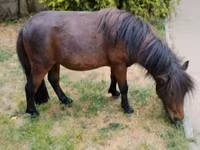 雄馬, Shetland Pony — 写真 4