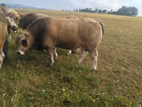 Toro, Aubrac cattle — foto 2