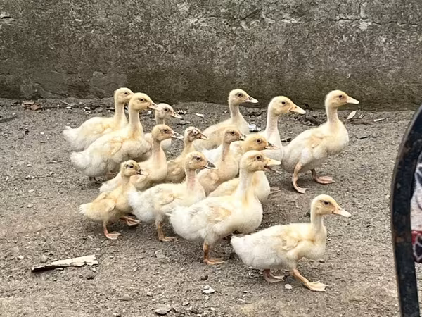 American Pekin