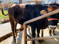 सांड, Swiss cattle — फ़ोटो 1