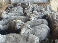 Oveja, Ovejas — foto 2