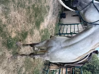 Cheval, Missouri foxtrotter — photo 4