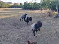 भेड़, Karakul sheep — फ़ोटो 2
