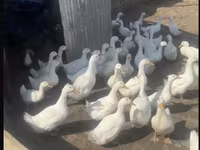 American Pekin — photo 2
