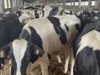 Vache, Race Holstein — photo 3