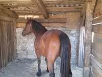 Stute, Međimurje horse — Foto 5