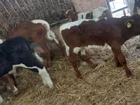 Taureau, Simmental cattle — photo 1