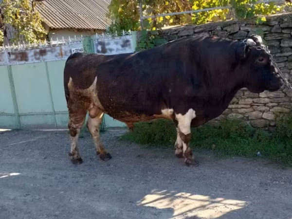 Byk, Bydło