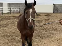 Hengst, Thoroughbred horse — Foto 7