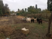 Koza, Alpine goat — foto 4