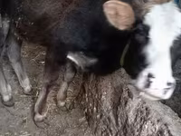 公牛, Cattle — 照片 1