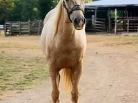 Cheval, Quarter Horse — photo 7