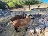 母羊, Cameroon sheep — 照片 6