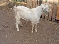 Billy Goat, Saanen goat — photo 2