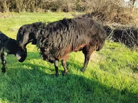 Ram, Tian-Shan semifinewool sheep — photo 6