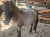 فرس, Shetland Pony — الصورة 6
