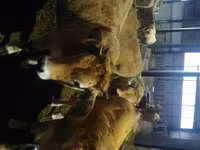 Vache, Aubrac cattle — photo 3