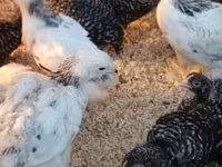 Brahma — foto 6