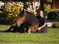 Cheval, Racking Horse — photo 1