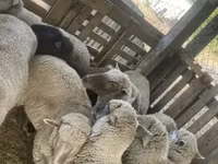 Owca, Blackheaded Persian sheep — zdjęcie 4