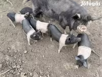 मादा सूअर, Беркшир — फ़ोटो 4