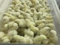 Chickens — الصورة 5