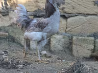 Ameraucana — Foto 4