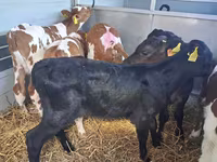 Byk, Simmental cattle — zdjęcie 4