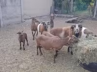 公羊, Cameroon sheep — 照片 7