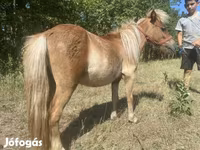 حصان, Indian half-bred — الصورة 6