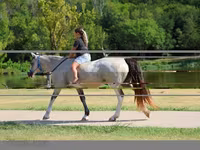 Stute, Skyros Pony — Foto 6