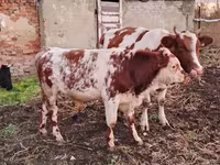 Buğa, Simmental cattle — foto 3