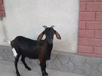 母山羊, Nubian Goat — 照片 1