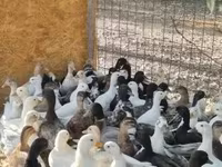 Ducks — Foto 2