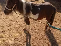 Caballo, Falabella — foto 2