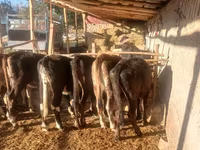 Vaca, Ganado vacuno — foto 6