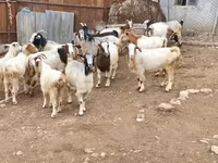 Cabra, Damask goat — foto 4