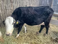 Krowa, Latvian Blue cattle — zdjęcie 2