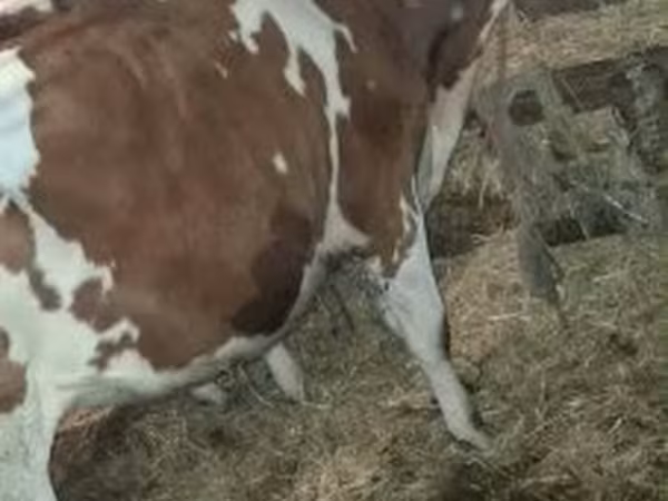 सांड, Simmental cattle