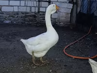 Geese — photo 1