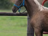 Cheval, Black Sea breed — photo 4