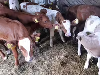 Bull, Cattle — photo 2